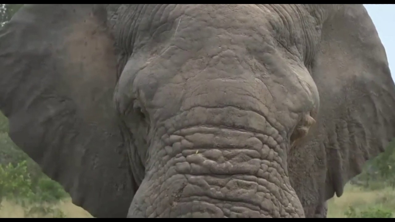 sindile faku April 03, 2017- Sunset Drive- Ellie in Musth having a soothing dust bath