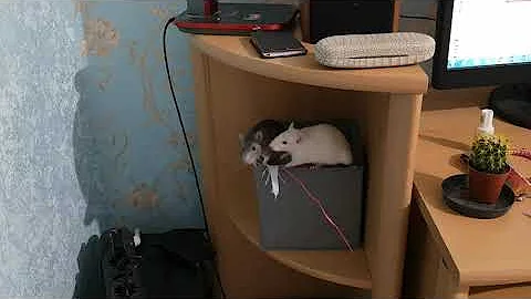 один дома - можно ли крыс выпускать погулять? как правильно выгуливать крыс - крысы грызут всё