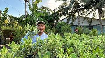 Cây hạnh Cẩm thạch rất đẹp - Hoa kiểng Cái Mơn, Chợ Lách -  Ngọc Ngân Bến Tre 0386569374