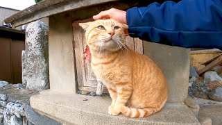茶トラ猫は甘えたいけどライバル猫が近づいてくるので吠えざるを得ない