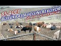 85 ADET BÜYÜKBAŞ HAYVANIN FİYATINI SİZ BELİRLEYİN !!!