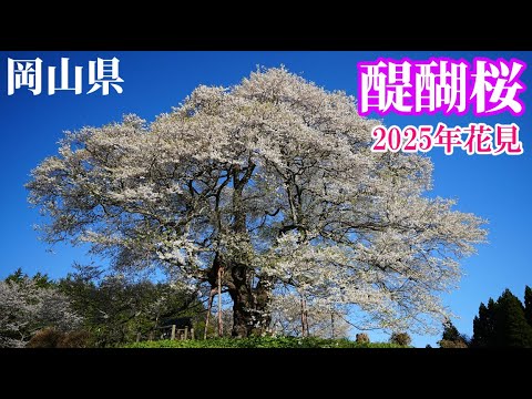 【花見2025】県下最大の一本桜!!ぶらり旅 第500回「岡山県:醍醐桜」-アクセス,駐車場,渋滞,真庭市,天然記念物- Daigo cherry blossoms,Okayama