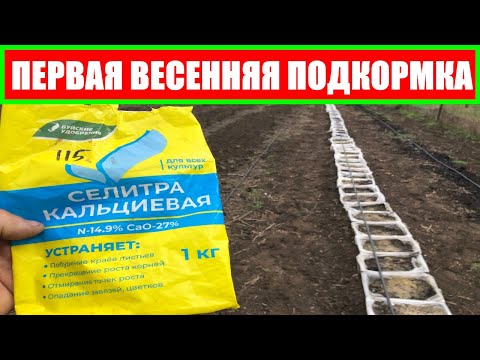 ПЕРВАЯ ВЕСЕННЯЯ ПОДКОРМКА || подкормка малины весной || Чем удобрять малину #малина  #ежевика #клубн