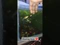 guppy largest one