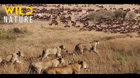 WILD SERENGETI  Battle for Survival in Predator Territory  Animal documentary
