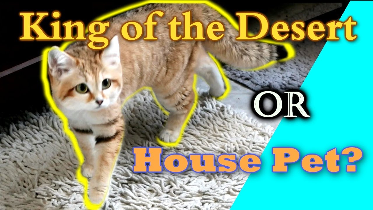 Can SAND CATS Be Domesticated My Pet Sand Cat Kitten YouTube Can SAND CATS Be Domesticated My Pet Sand Cat Kitten YouTube