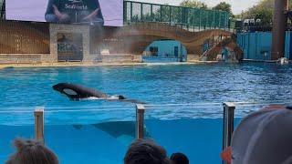 Orca Encounter Pauses then Resumes - SeaWorld Orlando - October 22, 2025