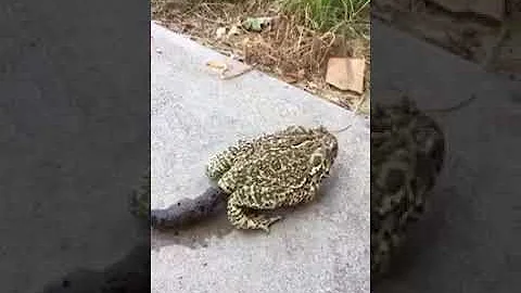 O que é que o sapo se alimenta?