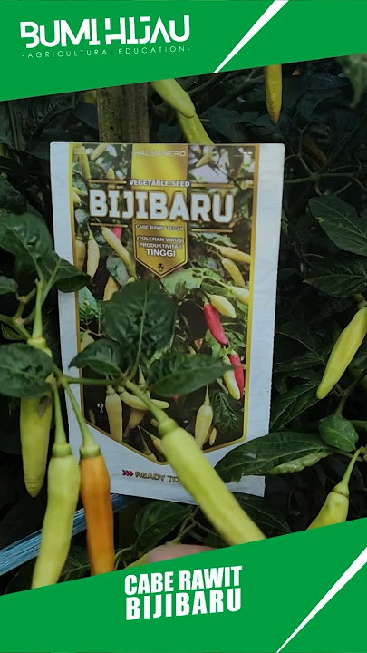 Cabe rawit bijibaru berbuah lebat dan tanamannya subur tahan virus