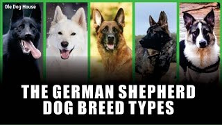 German shepherd breed Types.