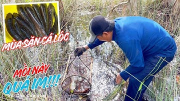 Mùa Săn Cá Lóc KHỦNG Rừng Phú Quốc | Jungle Snakehead Catch
