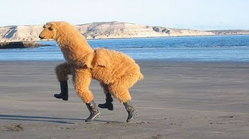 SCP-1545 "Larry the Loving Llama"