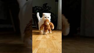 POV:You just bought a new punching bag for your cat 🥊😂#catshorts #munchkincat #cat