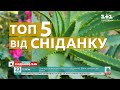 ТОП 5 домашніх рослин, що здатні покращити якість життя людини