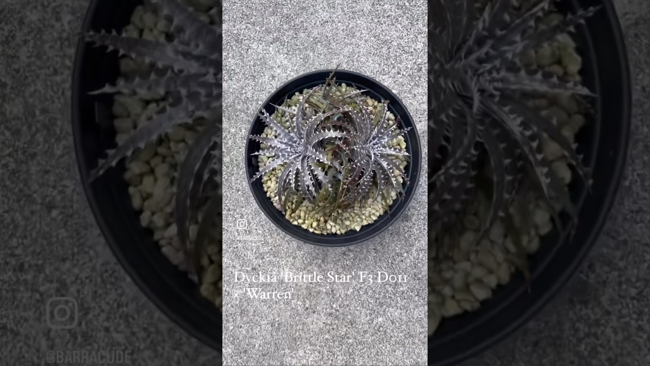 Dyckia 'Brittle Star' F3 D011 × 'Warren' ディッキア・ブリット