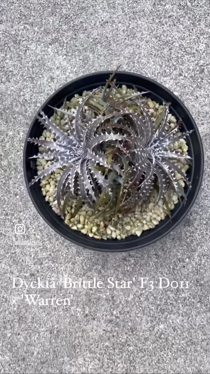 Dyckia 'Brittle Star' F3 D011 × 'Warren' ディッキア・ブリット