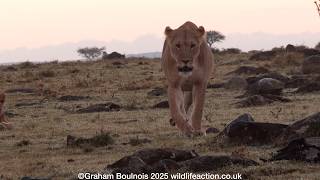 On a very chilly morning a lion pride gets going