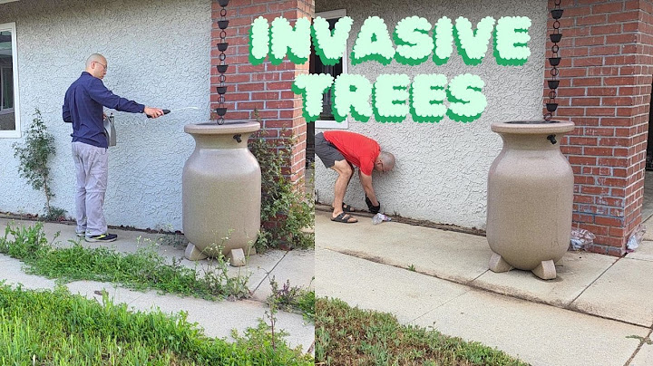 Invasive Brazilian Pepper Tree: Remove Schinus Terebinthifolia Sapling