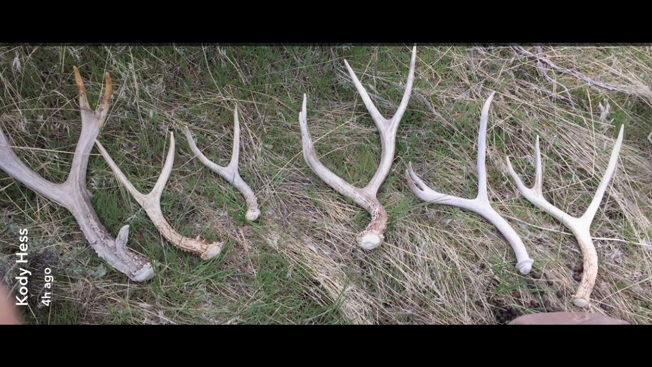 Shed hunting Utah YouTube