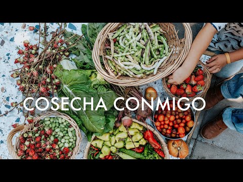 Video: Recetas Para Cosechar Viburnum Para El Invierno