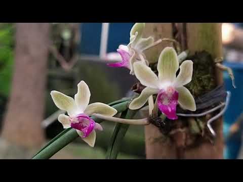 Paraphalaenopsis labukensis x