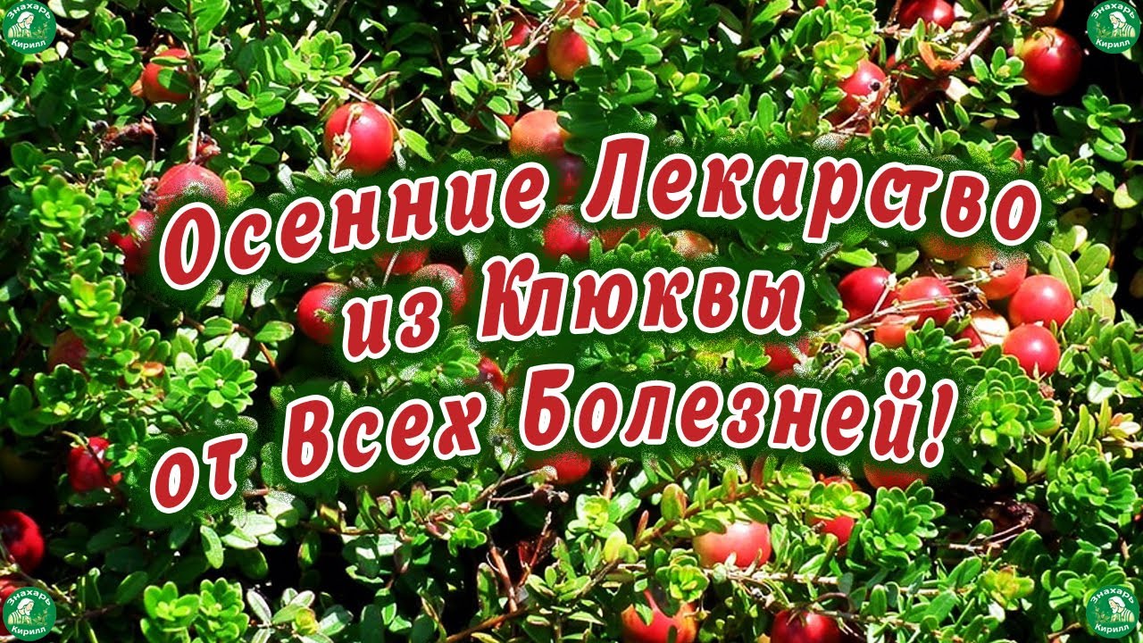 КИСЛОЕ ЛЕКАРСТВО -от Ангины,Малокровии,Заболевании Почек,Мочевого ...