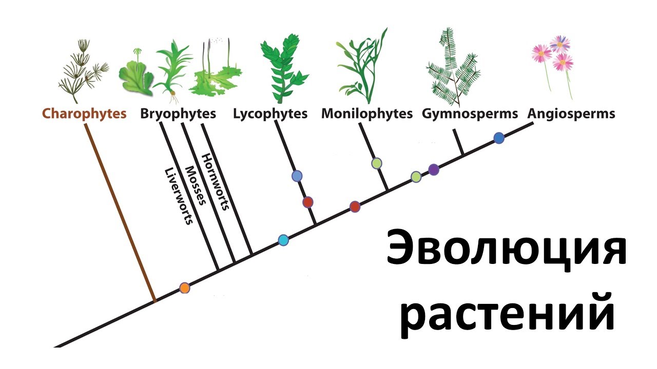 20. Эволюция растений  (6 класс) - биология, подготовка к ЕГЭ и ОГЭ 2018