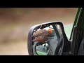 Red-headed Weaver