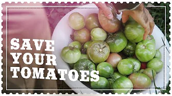 Saving GREEN TOMATOES before the FIRST FROST