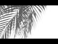Palm tree shadow free white backgrounds motion graphics no copyright  all backgrounds