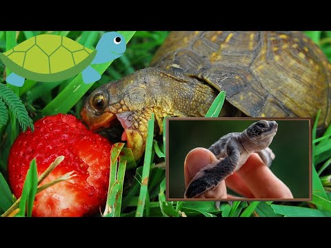 Video: Çamur Kaplumbağası