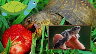 Sea and land Turtle | what are the characteristics of turtles, where do Turtles live, biography.