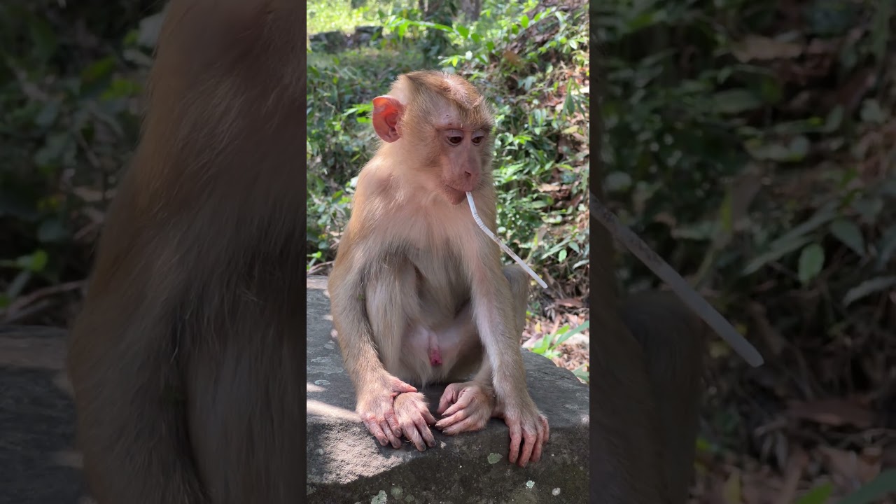 Monkey Conservation Projects Siem Reap  