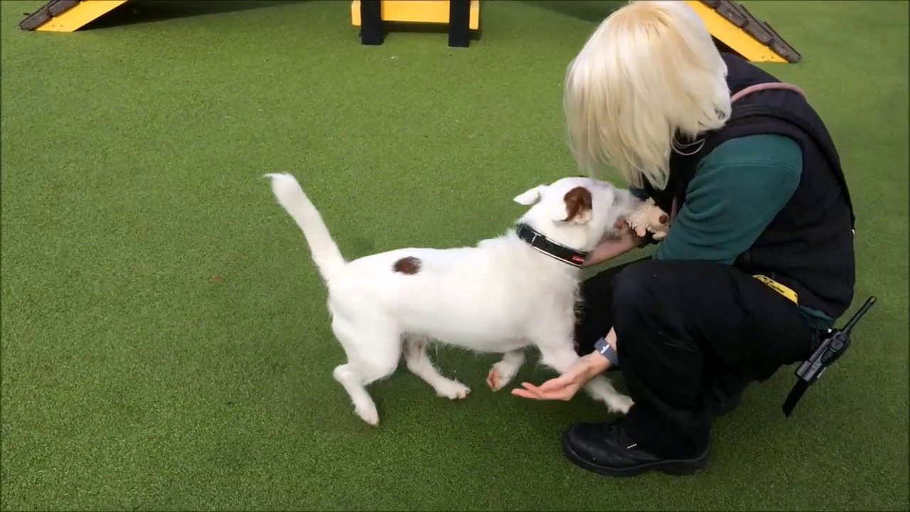 Dogs Trust Manchester Aled YouTube