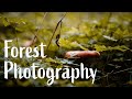 3 Simple Forest Photography Ideas