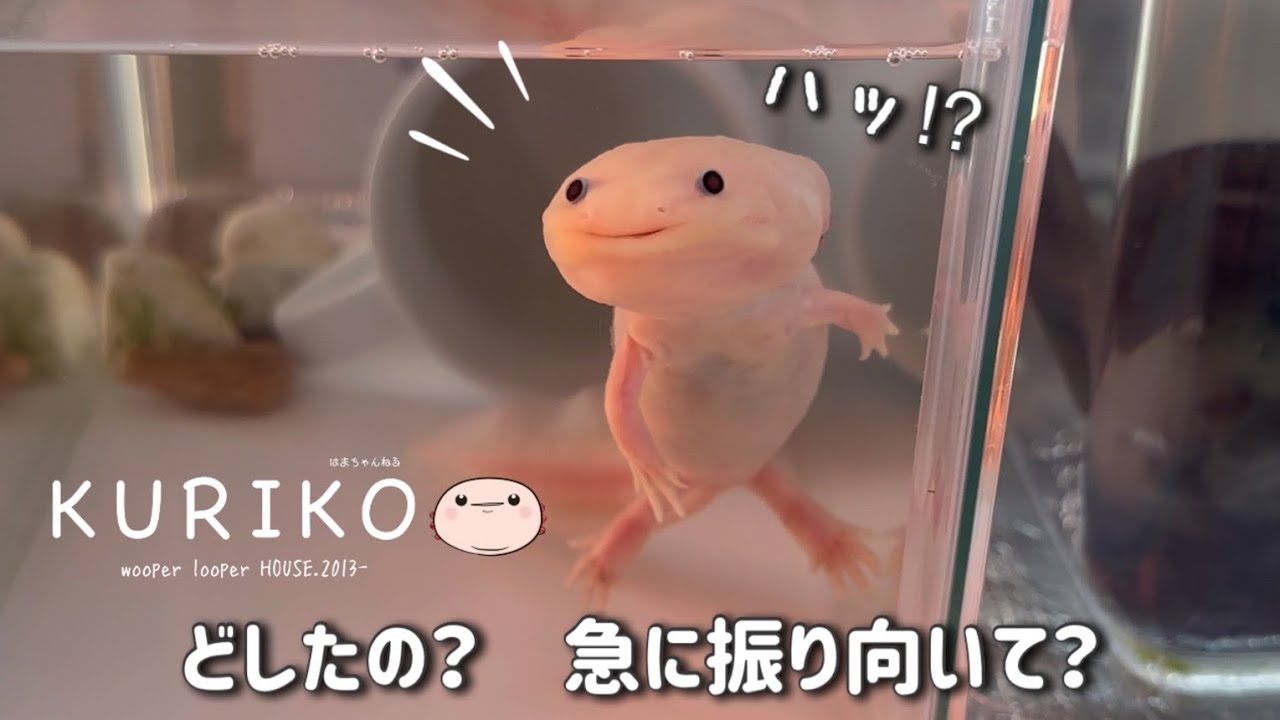 最終販売 ウーパールーパー4匹 親画像 動画あり クリクリ黒目のリューシ A 7 9 B 9 12 安心サイズ 生体 即決 超優良個体 Iieg Gob Mx 最終販売 ウーパールーパー4匹 親画像 動画あり クリクリ黒目のリューシ A 7 9 B 9 12 安心サイズ 生体 即決 超優良個体 Iieg Gob Mx