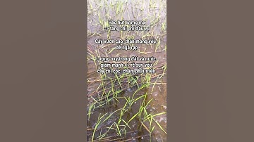 CLĐT - LÚA MẠ BỊ NGẬP SÂU TRONG NƯỚC NÊN XỬ LÝ NHƯ THẾ NÀO?