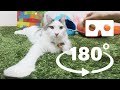 大きな猫とおもちゃで遊ぶ 【メインクーン】3DVR動画 VR180