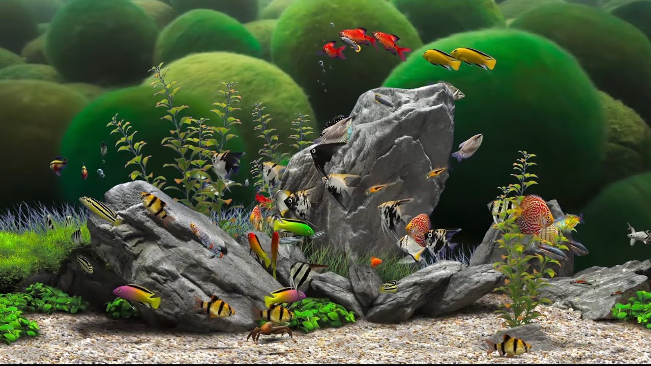 Water Worlds (4K UHD60) Movie Background Digital Fish Aquarium Relaxing Screensaver YouTube