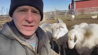 My Biggest Regret With Raising St. Croix Sheep on Our Small Farm