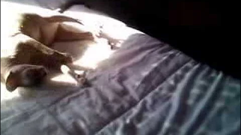 Video 8529591: sphynx cat enjoying, cat enjoying sun