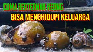 Snail Breeding Tips to Support Your Family