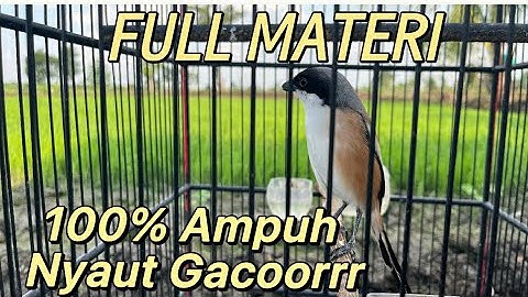 burung cendet Gacor FULL ISIAN Bongkar Materi jadikan Burung cendet Gacor Pentet Gacor
