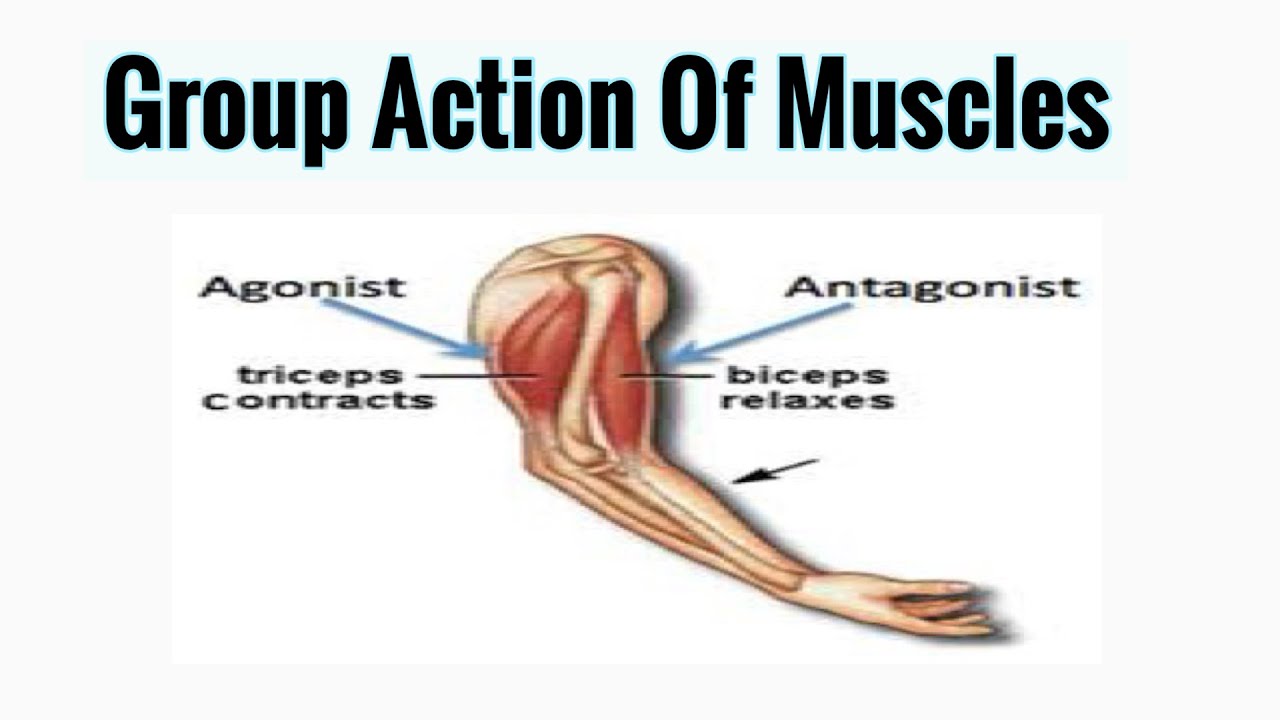 Kinesiology Group Action Of Muscles Agonist Antagonist Synergists kinesiology-group-action-of-muscles-agonist-antagonist-synergists