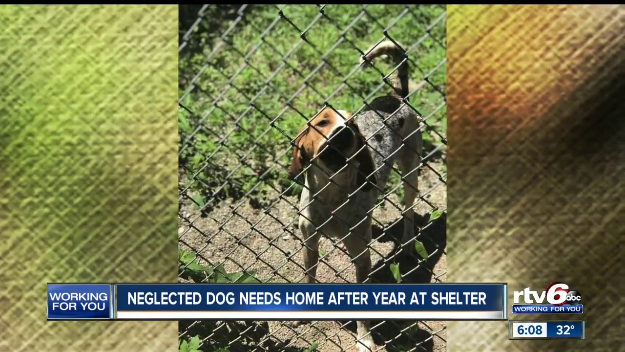 Madison County Humane Society desperately searching for home for