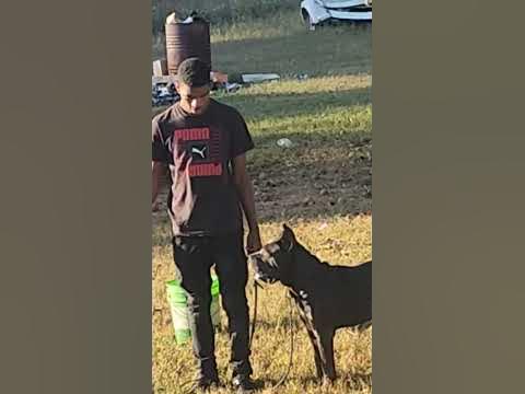 Cane Corso Muscle 