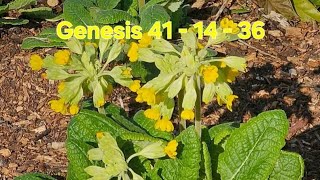 Joseph tells Pharoh seven good years will be followed by famine. Genesis 41 : 14 - 36.