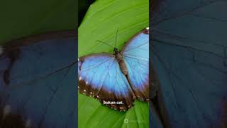 Kamu Pasti Kaget! 7 Fakta Kupu-Kupu! #shortvideo #faktaunik #kupukupu 