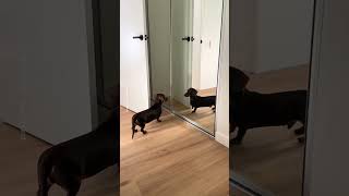 Dachshund Confused At Mirror