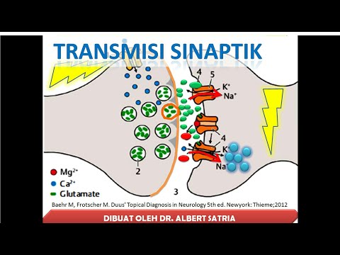 Video 2 Transmisi Sinaptik